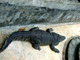 Crocks